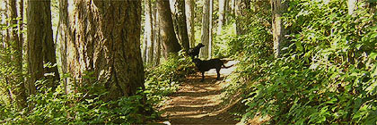 Matheson Lake Park Vancouver Island BC