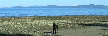 Mount Douglas Park Beach Access Victoria BC