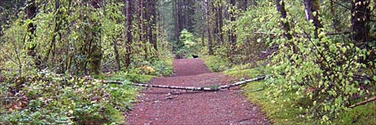 Timberman Trail Gowlland Tod Park BC