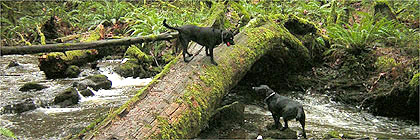 Gowlland Tod Provincial Park